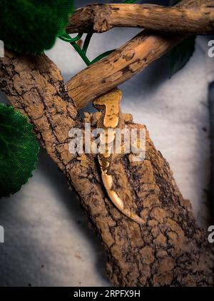 il mio bellissimo geco crestato Foto Stock