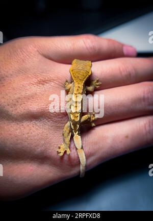 il mio bellissimo geco crestato Foto Stock