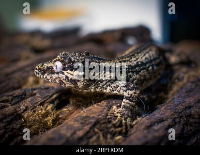 Rhacodactylus ciliatus Foto Stock