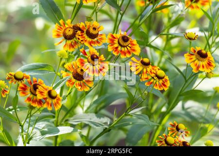 Primo piano di diversi fiori rossi e gialli di Sneezeweed ( Helenium autumnale) in un giardino del Quebec, Canada Foto Stock