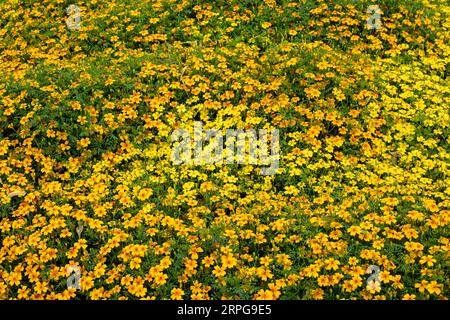 Primo piano di molti piccoli fiori gialli della specie di calendula a foglie strette (Tagetes tenuifolia). Foto Stock