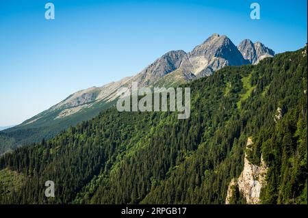 Alta natura dei Tatra: Cattura il contrasto mozzafiato delle verdi foreste di pini sullo sfondo aspro degli alti Tatra, una sinfonia di verde bene Foto Stock