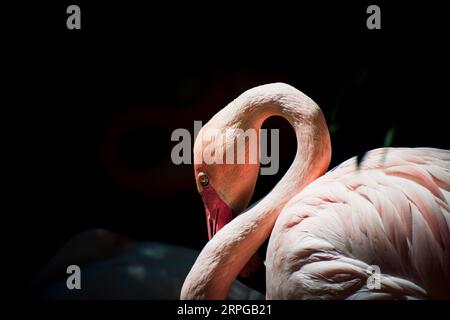 un fenicottero rosa su sfondo nero Foto Stock