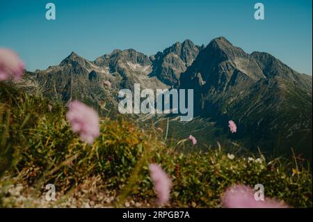 Una vista da sogno dei maestosi alti Tatra, con sfocate fioriture estive viola in primo piano, che aggiungono un tocco di incanto al paesaggio Foto Stock