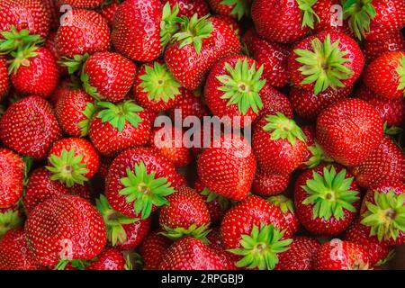 primo piano di fragole fresche mature Foto Stock
