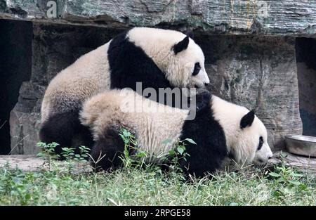 191013 -- PECHINO, 13 ottobre 2019 -- i gemelli giganti di panda Mengbao e Mengyu sono visti nella loro nuova casa allo zoo di Pechino, capitale della Cina, 13 ottobre 2019. I gemelli, nati nel maggio 2018 presso la base di ricerca di Chengdu, che riproduce panda giganti nella provincia del Sichuan della Cina sud-occidentale, hanno debuttato allo zoo di Pechino domenica. I gemelli cresceranno qui a Pechino. CHINA-BEIJING-ZOO-GIANT PANDA TWIN-DEBUTCN LIXXIN PUBLICATIONXNOTXINXCHN Foto Stock