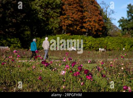 191015 -- ABERDEEN, 15 ottobre 2019 -- la gente cammina in un roseto di Hazlehead Park ad Aberdeen, Scozia, Gran Bretagna, il 14 ottobre 2019. BRITAIN-ABERDEEN-AUTUMN HanxYan PUBLICATIONxNOTxINxCHN Foto Stock