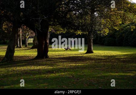 191015 -- ABERDEEN, 15 ottobre 2019 -- Un cane è visto all'Hazlehead Park di Aberdeen, Scozia, Gran Bretagna, il 14 ottobre 2019. BRITAIN-ABERDEEN-AUTUMN HanxYan PUBLICATIONxNOTxINxCHN Foto Stock