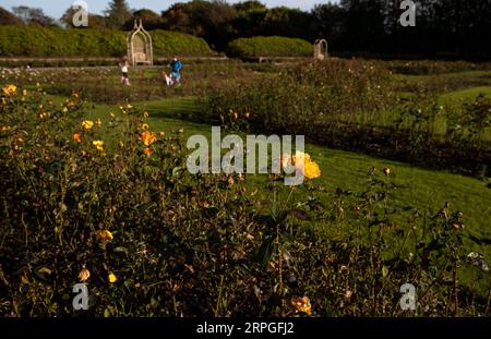 191015 -- ABERDEEN, 15 ottobre 2019 -- le persone si godono il tempo libero in un roseto di Hazlehead Park ad Aberdeen, Scozia, Gran Bretagna, il 14 ottobre 2019. BRITAIN-ABERDEEN-AUTUMN HanxYan PUBLICATIONxNOTxINxCHN Foto Stock