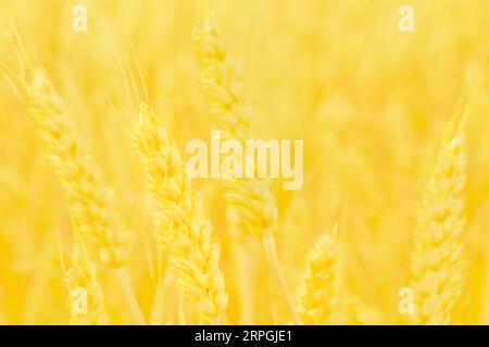 Orecchie d'oro di campo di grano astratto contesto agricolo rurale. Orecchie di orzo. Orecchie mature di segale. Fondo di frumento astratto. Spike Wheat Foto Stock