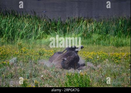 Un Bison Bull nel parco nazionale di Yellowstone, Wyoming, USA Foto Stock