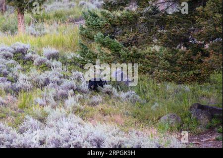 Un orso nero che attraversa il paese posteriore del parco nazionale di Yellowstone in estate Foto Stock