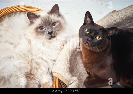Due gatti nel cestino di vimini. Gatto birmano e gatto birmano sacro giacenti in un cesto. Vista dall'alto. Foto Stock