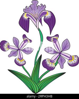 Illustrazione vettoriale di un fiore di Iris blueflag (Iris versicolor). Illustrazione Vettoriale