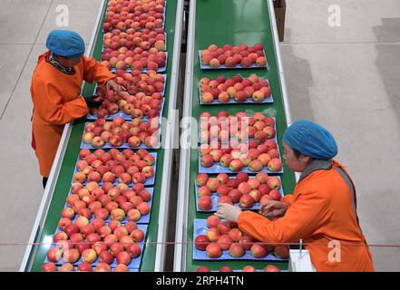 191030 -- LUONING, 30 ottobre 2019 -- i lavoratori raccolgono mele in un'azienda nella contea di Luoning, nella provincia di Henan nella Cina centrale, 29 ottobre 2019. Negli ultimi anni, il governo della contea di Luoning ha rafforzato gli sforzi per alleviare la povertà aumentando gli investimenti e sviluppando diverse industrie di piantagione e allevamento animale. Le aziende partecipano anche a lavori di soccorso alla povertà offrendo opportunità di lavoro alle persone impoverite nei workshop. CHINA-HENAN-LUONING-RIDUZIONE DELLA POVERTÀ CN LIXAN PUBLICATIONXNOTXINXCHN Foto Stock