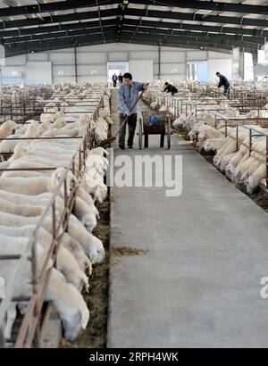 191030 -- LUONING, 30 ottobre 2019 -- i lavoratori nutrono le pecore in una culla di pecora nella contea di Luoning, nella provincia di Henan nella Cina centrale, 29 ottobre 2019. Negli ultimi anni, il governo della contea di Luoning ha rafforzato gli sforzi per alleviare la povertà aumentando gli investimenti e sviluppando diverse industrie di piantagione e allevamento animale. Le aziende partecipano anche a lavori di soccorso alla povertà offrendo opportunità di lavoro alle persone impoverite nei workshop. CHINA-HENAN-LUONING-RIDUZIONE DELLA POVERTÀ CN CHENXHAITONG PUBLICATIONXNOTXINXCHN Foto Stock