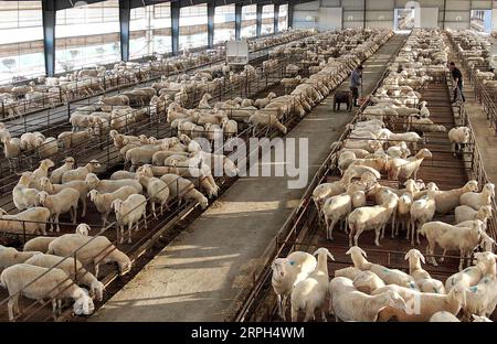 191030 -- LUONING, 30 ottobre 2019 -- foto aerea mostra i lavoratori che nutrono le pecore in una culla di pecora nella contea di Luoning, nella provincia centrale di Henan, Cina, 29 ottobre 2019. Negli ultimi anni, il governo della contea di Luoning ha rafforzato gli sforzi per alleviare la povertà aumentando gli investimenti e sviluppando diverse industrie di piantagione e allevamento animale. Le aziende partecipano anche a lavori di soccorso alla povertà offrendo opportunità di lavoro alle persone impoverite nei workshop. CHINA-HENAN-LUONING-RIDUZIONE DELLA POVERTÀ CN LIXAN PUBLICATIONXNOTXINXCHN Foto Stock