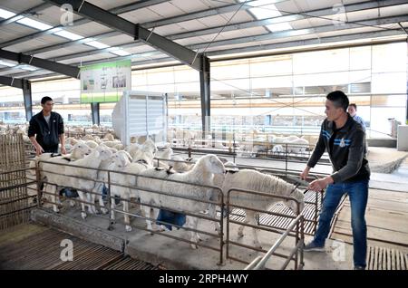 191030 -- LUONING, 30 ottobre 2019 -- Feeders Work at a Sheep Cot in Luoning County, Cina centrale, provincia di S Henan, 29 ottobre 2019. Negli ultimi anni, il governo della contea di Luoning ha rafforzato gli sforzi per alleviare la povertà aumentando gli investimenti e sviluppando diverse industrie di piantagione e allevamento animale. Le aziende partecipano anche a lavori di soccorso alla povertà offrendo opportunità di lavoro alle persone impoverite nei workshop. CHINA-HENAN-LUONING-RIDUZIONE DELLA POVERTÀ CN CHENXHAITONG PUBLICATIONXNOTXINXCHN Foto Stock