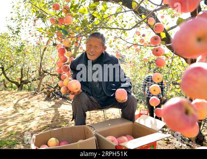 191030 -- LUONING, 30 ottobre 2019 -- Dong Shiyan raccoglie mele in un frutteto nel villaggio di Duhe nella contea di Luoning, nella Cina centrale nella provincia di Henan, 29 ottobre 2019. Dong Shiyan è un villaggio di 77 anni, la cui famiglia è stata identificata come una famiglia indigente nel maggio 2014. Invece di arrendersi, Dong compie sforzi per sviluppare l'agricoltura con il sostegno delle politiche governative. Ha gettato via le catene della miseria nel 2017. CHINA-HENAN-LUONING-RIDUZIONE DELLA POVERTÀ CN QIXWENJUAN PUBLICATIONXNOTXINXCHN Foto Stock