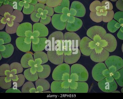 Four Leaf Water Clover (Marsilea mutica), giardini botanici Meadowlark, Virginia Foto Stock