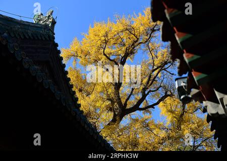 191111 -- PECHINO, 11 novembre 2019 -- foto scattata l'11 novembre 2019 mostra una vista degli alberi di ginkgo contro il cielo blu al Tempio Dajue a Pechino, capitale della Cina. CHINA-BEIJING-DAJUE TEMPLE-GINKGO CN YINXDONGXUN PUBLICATIONXNOTXINXCHN Foto Stock