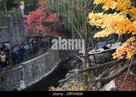 191111 -- WASHINGTON, 11 novembre 2019 -- il panda gigante maschio nato negli Stati Uniti BEI BEI BEI è visto allo Smithsonian S National Zoo di Washington D.C., negli Stati Uniti, l'11 novembre 2019. Lunedì è iniziata qui una festa di addio di una settimana per il panda maschio nato negli Stati Uniti BEI BEI, che partirà dallo zoo nazionale dello Smithsonian per la Cina. La partenza di BEI BEI, prevista per il 19 novembre, fa parte dell'accordo cooperativo di allevamento dello zoo nazionale degli Stati Uniti con la China Wildlife Conservation Association, secondo cui tutti i cuccioli nati qui si trasferiranno in Cina dopo il quarto compleanno. BEI BEI ha compiuto quattro anni nel mese di agosto Foto Stock