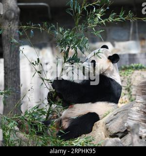 191111 -- WASHINGTON, 11 novembre 2019 -- il panda gigante maschio nato negli Stati Uniti BEI BEI BEI è visto allo Smithsonian S National Zoo di Washington D.C., negli Stati Uniti, l'11 novembre 2019. Lunedì è iniziata qui una festa di addio di una settimana per il panda maschio nato negli Stati Uniti BEI BEI, che partirà dallo zoo nazionale dello Smithsonian per la Cina. La partenza di BEI BEI, prevista per il 19 novembre, fa parte dell'accordo cooperativo di allevamento dello zoo nazionale degli Stati Uniti con la China Wildlife Conservation Association, secondo cui tutti i cuccioli nati qui si trasferiranno in Cina dopo il quarto compleanno. BEI BEI ha compiuto quattro anni nel mese di agosto Foto Stock