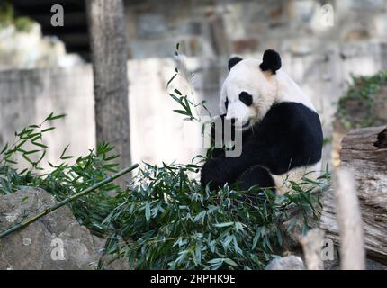 191111 -- WASHINGTON, 11 novembre 2019 -- il panda gigante maschio nato negli Stati Uniti BEI BEI BEI è visto allo Smithsonian S National Zoo di Washington D.C., negli Stati Uniti, l'11 novembre 2019. Lunedì è iniziata qui una festa di addio di una settimana per il panda maschio nato negli Stati Uniti BEI BEI, che partirà dallo zoo nazionale dello Smithsonian per la Cina. La partenza di BEI BEI, prevista per il 19 novembre, fa parte dell'accordo cooperativo di allevamento dello zoo nazionale degli Stati Uniti con la China Wildlife Conservation Association, secondo cui tutti i cuccioli nati qui si trasferiranno in Cina dopo il quarto compleanno. BEI BEI ha compiuto quattro anni nel mese di agosto Foto Stock