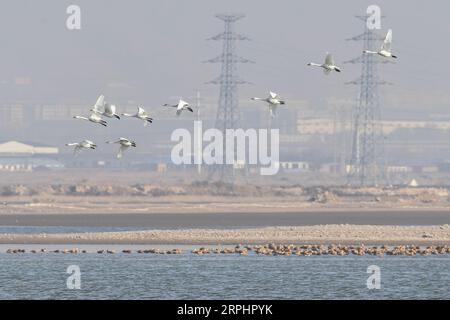 191116 -- HOHHOT, 16 novembre 2019 -- foto scattata il 16 novembre 2019 mostra uccelli migranti nel bacino idrico di Hailiu a Tumd Left Banner nella regione autonoma della Mongolia interna della Cina settentrionale. Un gran numero di uccelli migranti si è recentemente fermato al bacino idrico per una pausa prima di volare verso sud. UCCELLI MIGRANTI DELLA MONGOLIA INTERNA ALLA CINA CN LIUXLEI PUBLICATIONXNOTXINXCHN Foto Stock