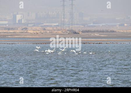 191116 -- HOHHOT, 16 novembre 2019 -- foto scattata il 16 novembre 2019 mostra uccelli migranti nel bacino idrico di Hailiu a Tumd Left Banner nella regione autonoma della Mongolia interna della Cina settentrionale. Un gran numero di uccelli migranti si è recentemente fermato al bacino idrico per una pausa prima di volare verso sud. UCCELLI MIGRANTI DELLA MONGOLIA INTERNA ALLA CINA CN LIUXLEI PUBLICATIONXNOTXINXCHN Foto Stock