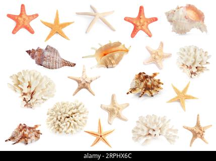 Con stelle marine, conchiglie e coralli isolati su bianco Foto Stock