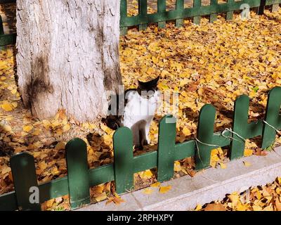 191119 -- PECHINO, 19 novembre 2019 -- Mobile Photo mostra un gatto in via Xuanwumen a Pechino, capitale della Cina, 18 novembre 2019. BeijingCandidCHINA-PECHINO-AUTUNNO CN WangxMeng PUBLICATIONxNOTxINxCHN Foto Stock