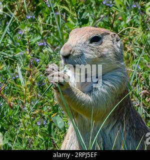 Prarie Dog Cynomys ludovicianus - prati che mangiano Rocky Mountain Arsenal National Wildlife Refuge Blacktail Prairie Dog Colorado Stati Uniti Foto Stock