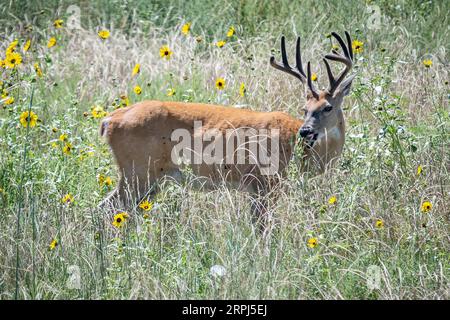 Mulo cervo buck maschio Odocoileus hemionus pascolo / Looking Colorado Rocky Mountain Arsenal National Wildlife Refuge Reserve America USA Stati Uniti Foto Stock