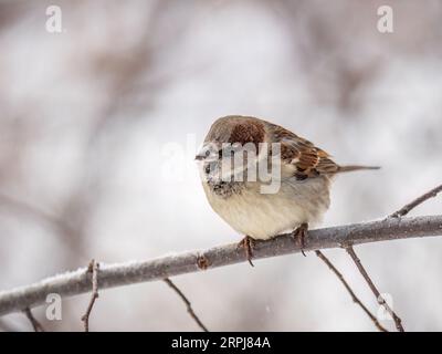 Sparrow si siede su un ramo senza foglie. Sparrow su un ramo in autunno o in inverno Foto Stock
