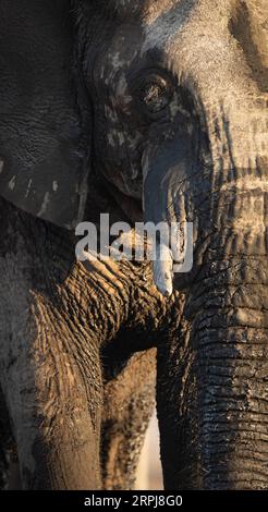 Un primo piano di un grande toro africano di elefante nella splendida luce del pomeriggio. La luce del pomeriggio crea un contrasto sulla pelle dura e dura degli elefanti Foto Stock