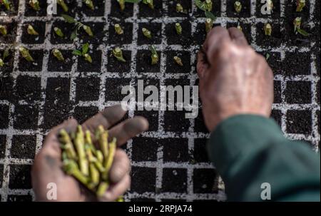 191202 -- SHILIN, 2 dicembre 2019 -- Un villaggio pianta piantine di melone pepino in un centro di piantine di melone pepino nel villaggio di Luhua nella contea autonoma di Shilin Yi, provincia dello Yunnan della Cina sud-occidentale, 30 novembre 2019. File di arbusti che portano meloni pepini si diffondono sul deserto sassoso nel villaggio di Luhua nello Yunnan della Cina sudoccidentale. La gente del posto può lottare contro l'ambiente duro e avere successo per condurre una vita migliore. In questo deserto sassoso nel villaggio di Luhua, era difficile coltivare colture in passato. La gente del posto ha scelto di piantare il melone del pepino che è adatto per la terra qui Foto Stock