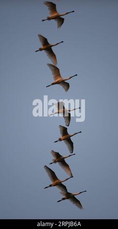 191204 -- XIANGYINHUNAN, 4 dicembre 2019 -- foto scattata il 2 dicembre 2019 mostra gli uccelli migranti che volano sopra la riserva naturale provinciale del lago Hengling, una parte della zona umida del lago Dongting, nella contea di Xiangyin, nella provincia di Hunan della Cina centrale. Più di 50.000 uccelli migranti sono arrivati di recente per trascorrere l'inverno nella zona del lago Hengling, secondo i dati di monitoraggio. CHINA-HUNAN-DONGTING LAKE-MIGRANT BIRDSCN CHENXZHENHAI PUBLICATIONXNOTXINXCHN Foto Stock