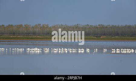 191204 -- XIANGYINHUNAN, 4 dicembre 2019 -- foto scattata il 3 dicembre 2019 mostra gli uccelli migranti che riposano nella riserva naturale Provinciale del lago Hengling, una parte della zona umida del lago Dongting, nella contea di Xiangyin, nella provincia centrale di Hunan della Cina. Più di 50.000 uccelli migranti sono arrivati di recente per trascorrere l'inverno nella zona del lago Hengling, secondo i dati di monitoraggio. CHINA-HUNAN-DONGTING LAKE-MIGRANT BIRDSCN CHENXZHENHAI PUBLICATIONXNOTXINXCHN Foto Stock