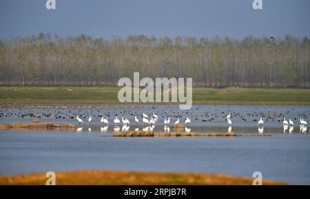 191204 -- XIANGYINHUNAN, 4 dicembre 2019 -- foto scattata il 3 dicembre 2019 mostra gli uccelli migranti che riposano nella riserva naturale Provinciale del lago Hengling, una parte della zona umida del lago Dongting, nella contea di Xiangyin, nella provincia centrale di Hunan della Cina. Più di 50.000 uccelli migranti sono arrivati di recente per trascorrere l'inverno nella zona del lago Hengling, secondo i dati di monitoraggio. CHINA-HUNAN-DONGTING LAKE-MIGRANT BIRDSCN CHENXZHENHAI PUBLICATIONXNOTXINXCHN Foto Stock