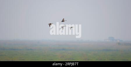 191204 -- XIANGYINHUNAN, 4 dicembre 2019 -- foto scattata il 2 dicembre 2019 mostra gli uccelli migranti che volano sopra la riserva naturale provinciale del lago Hengling, una parte della zona umida del lago Dongting, nella contea di Xiangyin, nella provincia di Hunan della Cina centrale. Più di 50.000 uccelli migranti sono arrivati di recente per trascorrere l'inverno nella zona del lago Hengling, secondo i dati di monitoraggio. CHINA-HUNAN-DONGTING LAKE-MIGRANT BIRDSCN CHENXZHENHAI PUBLICATIONXNOTXINXCHN Foto Stock