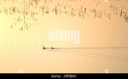 191204 -- XIANGYINHUNAN, 4 dicembre 2019 -- foto scattata il 2 dicembre 2019 mostra due uccelli migranti nella riserva naturale Provinciale del lago Hengling, una parte della zona umida del lago Dongting, nella contea di Xiangyin, nella provincia centrale di Hunan della Cina. Più di 50.000 uccelli migranti sono arrivati di recente per trascorrere l'inverno nella zona del lago Hengling, secondo i dati di monitoraggio. CHINA-HUNAN-DONGTING LAKE-MIGRANT BIRDSCN CHENXZHENHAI PUBLICATIONXNOTXINXCHN Foto Stock