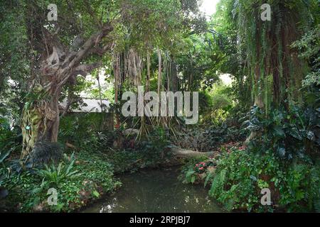 191204 -- GUANGZHOU, 4 dicembre 2019 -- foto scattata il 3 dicembre 2019 mostra una vista delle piante della foresta pluviale al South China Botanical Garden di Guangzhou, nella provincia del Guangdong nella Cina meridionale. Xinhua titoli: La saggezza cinese si radica nella foresta pluviale amazzonica DengxHua PUBLICATIONxNOTxINxCHN Foto Stock