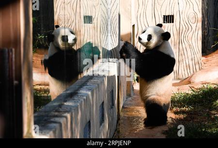 191207 -- HAIKOU, 7 dicembre 2019 -- panda gigante Gong Gong gioca al Parco naturale tropicale di Hainan e Giardino Botanico di Haikou, provincia di Hainan, Cina meridionale, 7 dicembre 2019. Mentre la temperatura scende, i panda giganti Gong Gong e Shun Shun trascorrono 6-7 ore fuori dai loro recinti con aria condizionata ogni giorno, secondo lo zoo. CHINA-HAIKOU-PANDA GIGANTE-ATTIVITÀ INVERNALE CN YANGXGUANYU PUBLICATIONXNOTXINXCHN Foto Stock