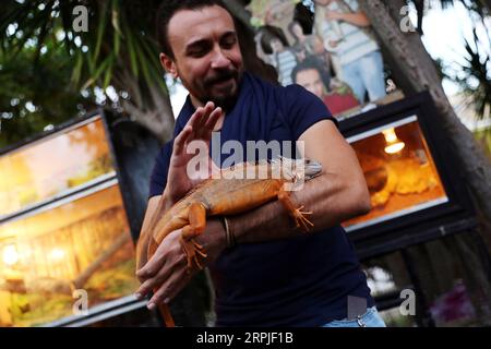 191207 -- CAIRO, 7 dicembre 2019 Xinhua -- un'iguana è vista durante un carnevale al Cairo, in Egitto, il 6 dicembre 2019. Tenuto presso il giardino del Centro bambini del Cairo per la civiltà e la creatività, l'Aleef 4th Open Air Pets Carnival, iniziato venerdì, ha attirato migliaia di proprietari di animali domestici e amanti. Xinhua/Ahmed Gomaa EGITTO-CAIRO-PET CARNEVALE PUBLICATIONxNOTxINxCHN Foto Stock