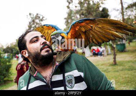 191208 -- PECHINO, 8 dicembre 2019 -- Un pappagallo è visto durante un carnevale al Cairo, in Egitto, il 6 dicembre 2019. Tenuto presso il giardino del Centro bambini del Cairo per la civiltà e la creatività, l'Aleef 4th Open Air Pets Carnival, iniziato venerdì, ha attirato migliaia di proprietari di animali domestici e amanti. XINHUA FOTO DEL GIORNO AhmedxGomaa PUBLICATIONxNOTxINxCHN Foto Stock