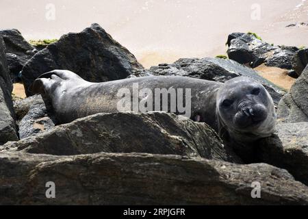 191209 -- COLOMBO, 9 dicembre 2019 -- Una foca elefante meridionale è vista nella zona costiera della capitale Colombo in Sri Lanka, 9 dicembre 2019. Una foca elefante meridionale è stata avvistata per la prima volta nelle acque dello Sri Lanka e ha attratto molti abitanti del luogo mentre si è schiantata al largo della costa della capitale Colombo alla ricerca di un posto da trasportare, hanno affermato i media locali. La foca è stata avvistata per la prima volta nelle acque meridionali dello Sri lanka, al largo della città turistica di Unawatuna, situata a circa 144 km dalla capitale Colombo a metà novembre. Da allora, si è fatta strada fino alla costa occidentale dello Sri Lanka, alla ricerca di un posto dove andare Foto Stock