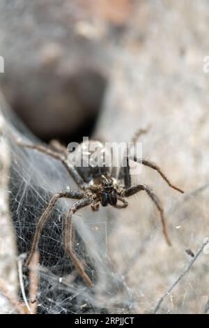 Imbuto Web Wolf Spider (Sosippus californicus) all'ingresso di una tana Foto Stock