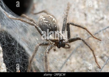 Imbuto Web Wolf Spider (Sosippus californicus) all'ingresso di una tana Foto Stock