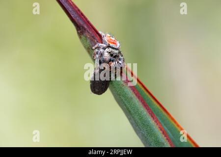 Johnson's Jumping Spider (Phidippus johnsoni) con preda Foto Stock